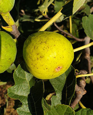 Bio Feigenbaum Peters Honey (**)