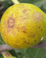 Bio Feigenbaum Peters Honey (**)