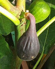 biofeigenbaumpetitenegri