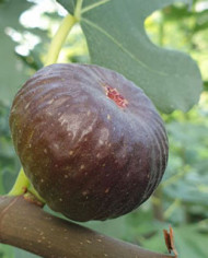 biofeigenbaumpiccolonero biofeigenbaumpiccolonero