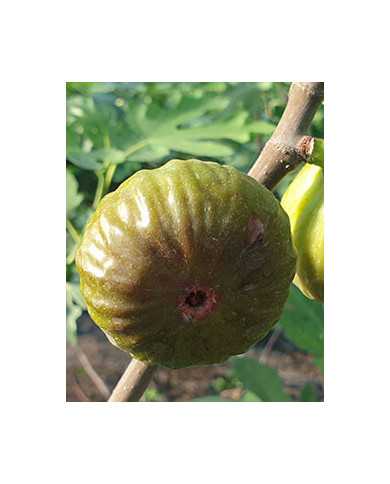 Bio Feigenbaum Piccolo Nero (**) Bio Feigenbaum Piccolo Nero (**)