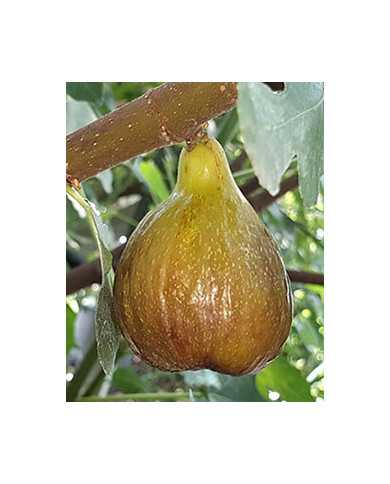 Bio Feigenbaum Piccolo Nero (**) Bio Feigenbaum Piccolo Nero (**)