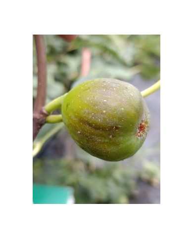 biofeigenbaumpontetresaoriginal biofeigenbaumpontetresaoriginal