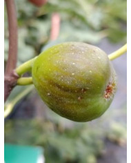 biofeigenbaumpontetresaoriginal biofeigenbaumpontetresaoriginal