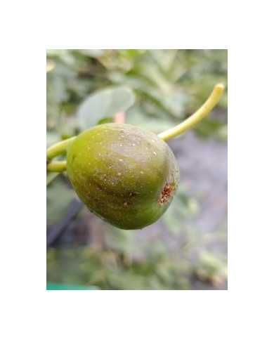 Bio Feigenbaum Ponte Tresa Original (***) Bio Feigenbaum Ponte Tresa Original (***)