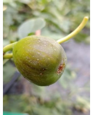 Bio Feigenbaum Ponte Tresa Original (***) Bio Feigenbaum Ponte Tresa Original (***)