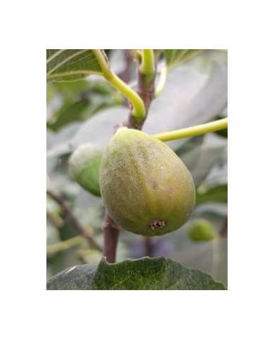 Bio Feigenbaum Ponte Tresa Original (***) Bio Feigenbaum Ponte Tresa Original (***)