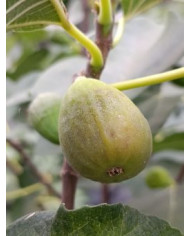 Bio Feigenbaum Ponte Tresa Original (***) Bio Feigenbaum Ponte Tresa Original (***)