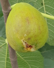 Bio Feigenbaum Ponte Tresa Original (***) Bio Feigenbaum Ponte Tresa Original (***)