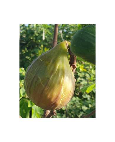 Bio Feigenbaum Purple (*)