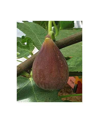 biofeigenbaumradford