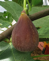 biofeigenbaumradford