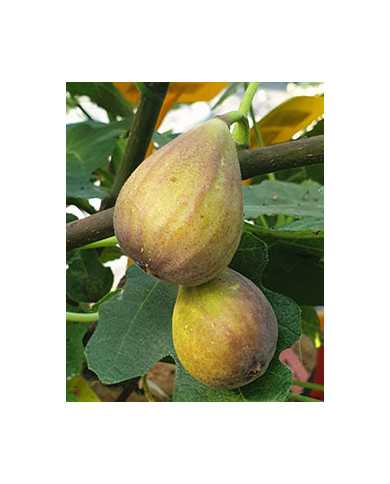 Bio Feigenbaum Radford (**)