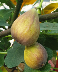 Bio Feigenbaum Radford (**)