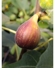 Bio Feigenbaum Radford (**)