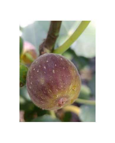 Bio Feigenbaum Radford (**)