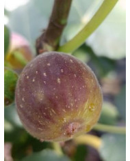 Bio Feigenbaum Radford (**)