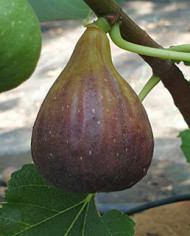 biofeigenbaumravindecalce