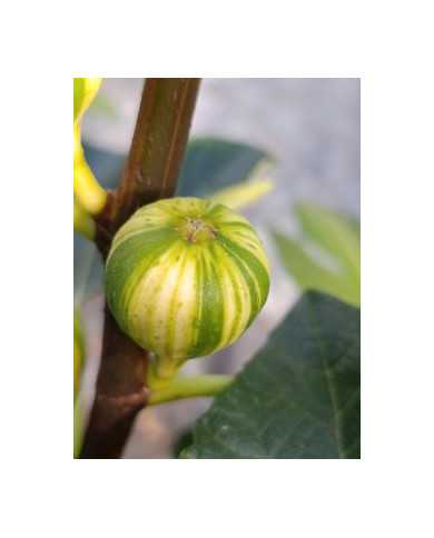 biofeigenbaumrigatodelsalento