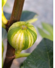 biofeigenbaumrigatodelsalento