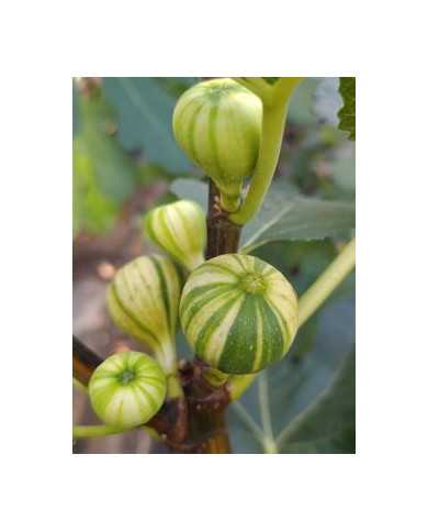 Bio Feigenbaum Rigato del Salento (***)