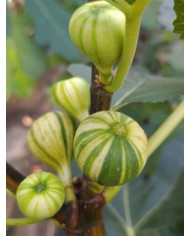 Bio Feigenbaum Rigato del Salento (***)