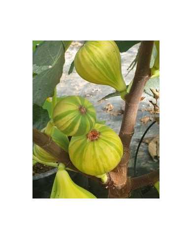 Bio Feigenbaum Rigato del Salento (***)