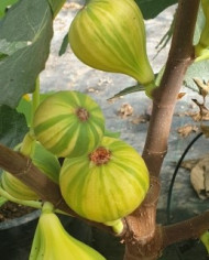 Bio Feigenbaum Rigato del Salento (***)