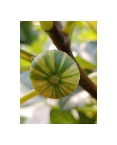 Bio Feigenbaum Rigato del Salento (***)