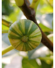 Bio Feigenbaum Rigato del Salento (***)