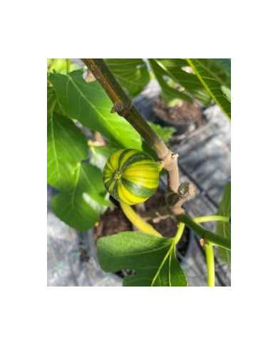 Bio Feigenbaum Rigato del Salento (***)