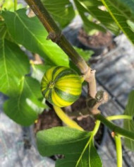 Bio Feigenbaum Rigato del Salento (***)