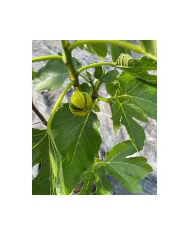 Bio Feigenbaum Rigato del Salento (***)