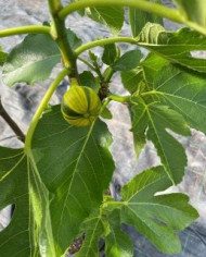 Bio Feigenbaum Rigato del Salento (***)