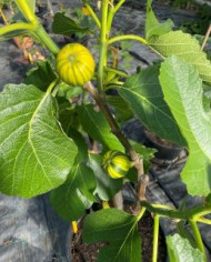 Bio Feigenbaum Rigato del Salento (***)