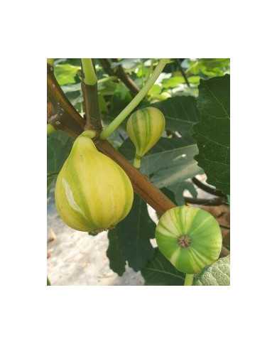 Bio Feigenbaum Rigato del Salento (***)