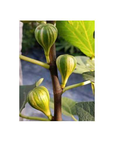 Bio Feigenbaum Rigato del Salento (***)