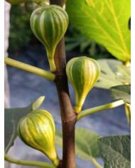 Bio Feigenbaum Rigato del Salento (***)