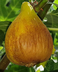 biofeigenbaumroscesignora