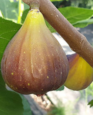 biofeigenbaumrossoditrani