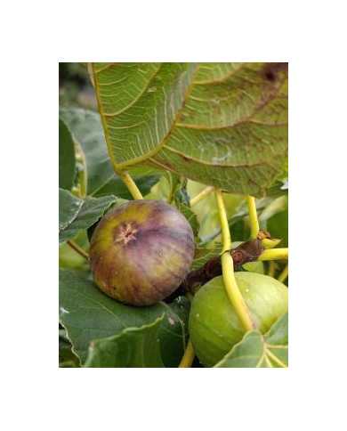 Bio Feigenbaum Rosso di Trani (*)