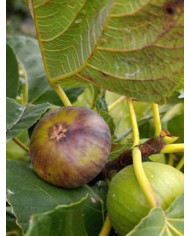 Bio Feigenbaum Rosso di Trani (*)