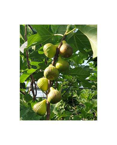 Bio Feigenbaum Rosso di Trani (*)