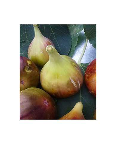 Bio Feigenbaum Rosso di Trani (*)