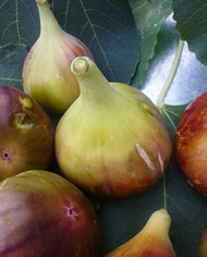 Bio Feigenbaum Rosso di Trani (*)