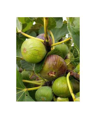 Bio Feigenbaum Rosso di Trani (*)