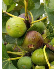 Bio Feigenbaum Rosso di Trani (*)