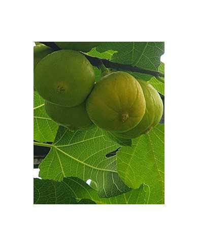 biofeigenbaumsaleebcaprifig