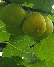 biofeigenbaumsaleebcaprifig