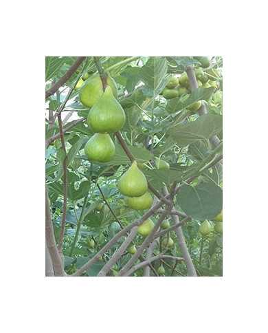 Bio Feigenbaum Saleeb Caprifig (*)
